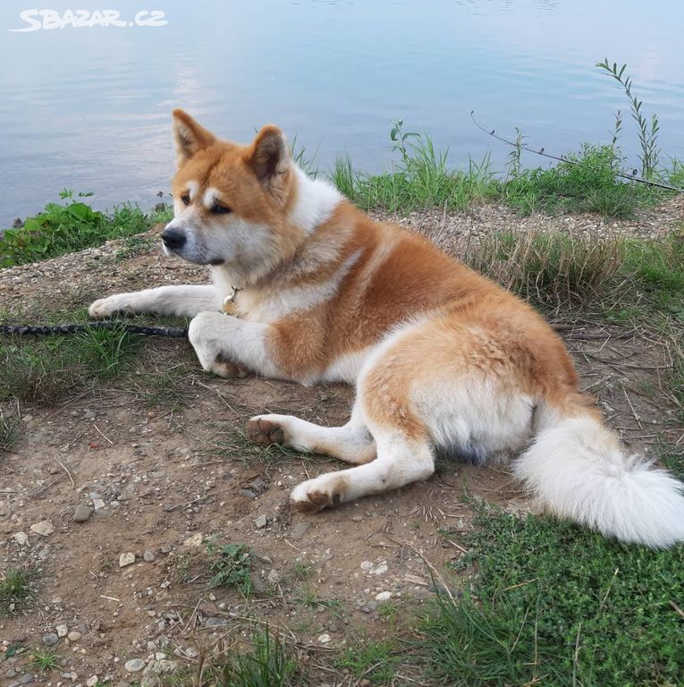 Akita Ino Akita Vs Shiba 2020 02 02