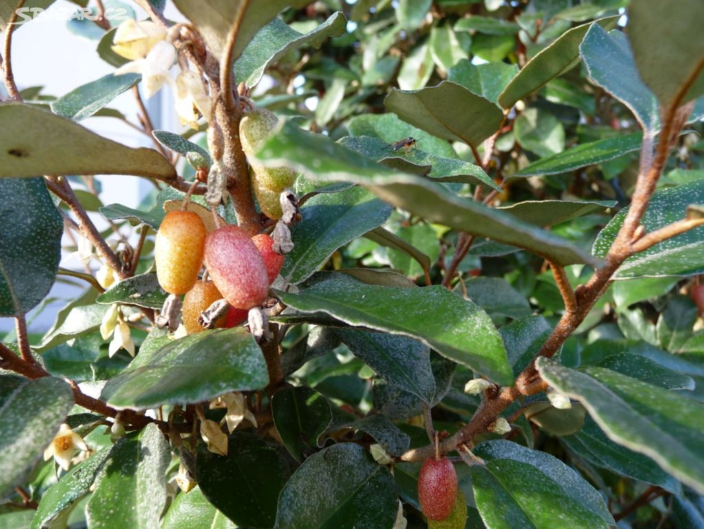 Hlošina ebbingeova (Elaeagnus x ebbingei) 15-20cm