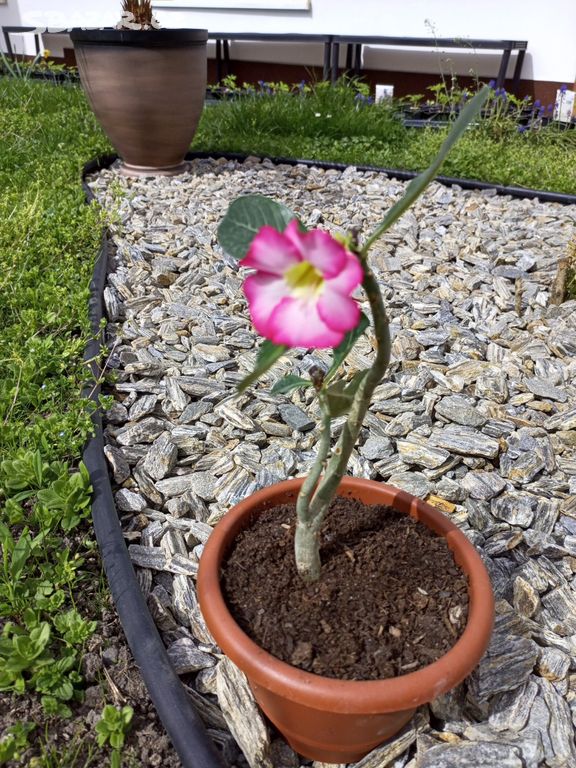 Adenium obesum - pouštní růže