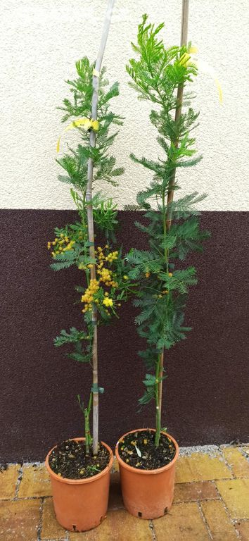 Akácie mimóza (Acacia dealbata) - 90 - 100 cm