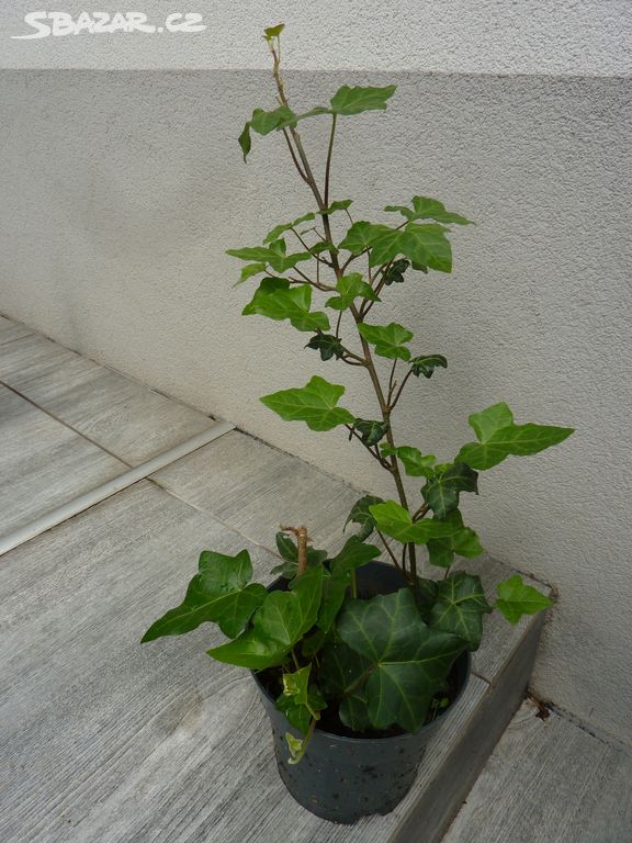 Břečťan - zahradní rostlina 3