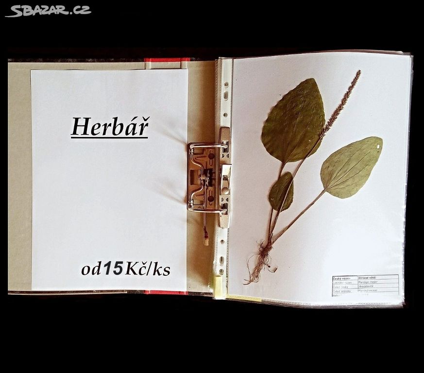 Herbář 2024 - prodej čerstvě vylisovaných rostlin