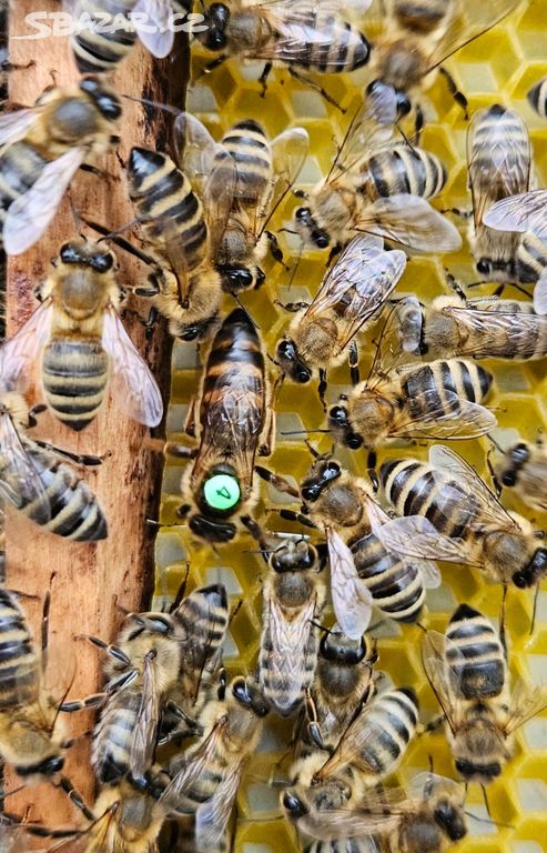 včelí oddělky    včely    včelstva