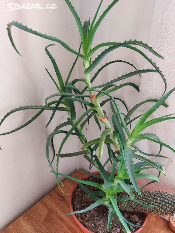 Aloe statná rostlina