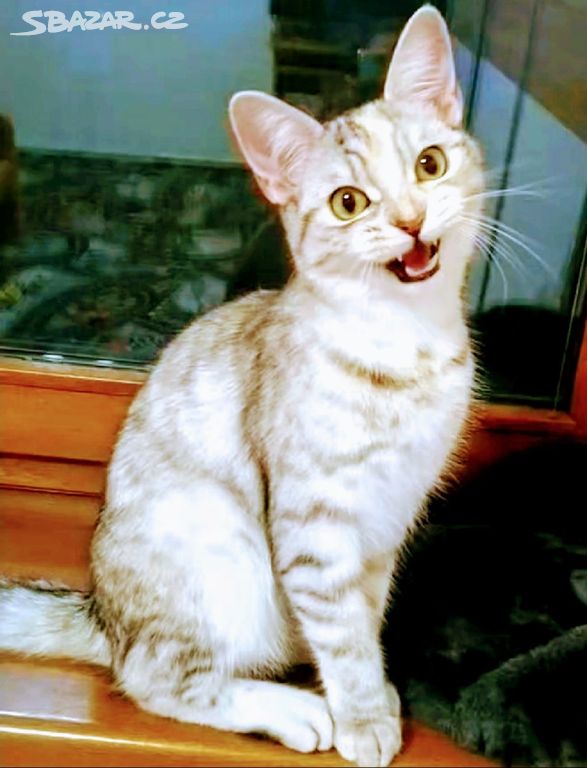 Kočka Britská křížená Mainská Mývalí