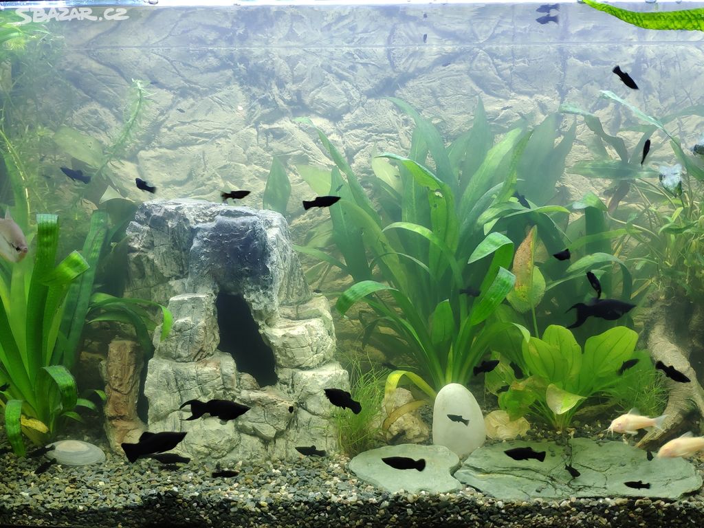 Akvarijní ryby Black Molly