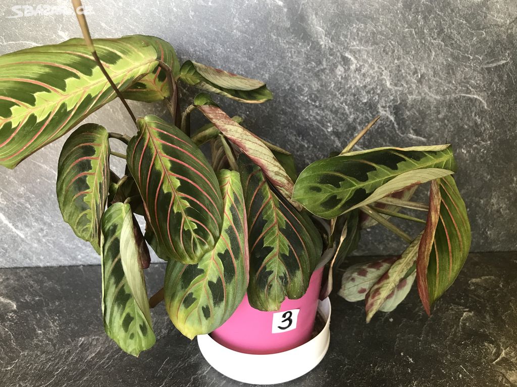 Maranta leuconeura Fascinator - převislá rostlina