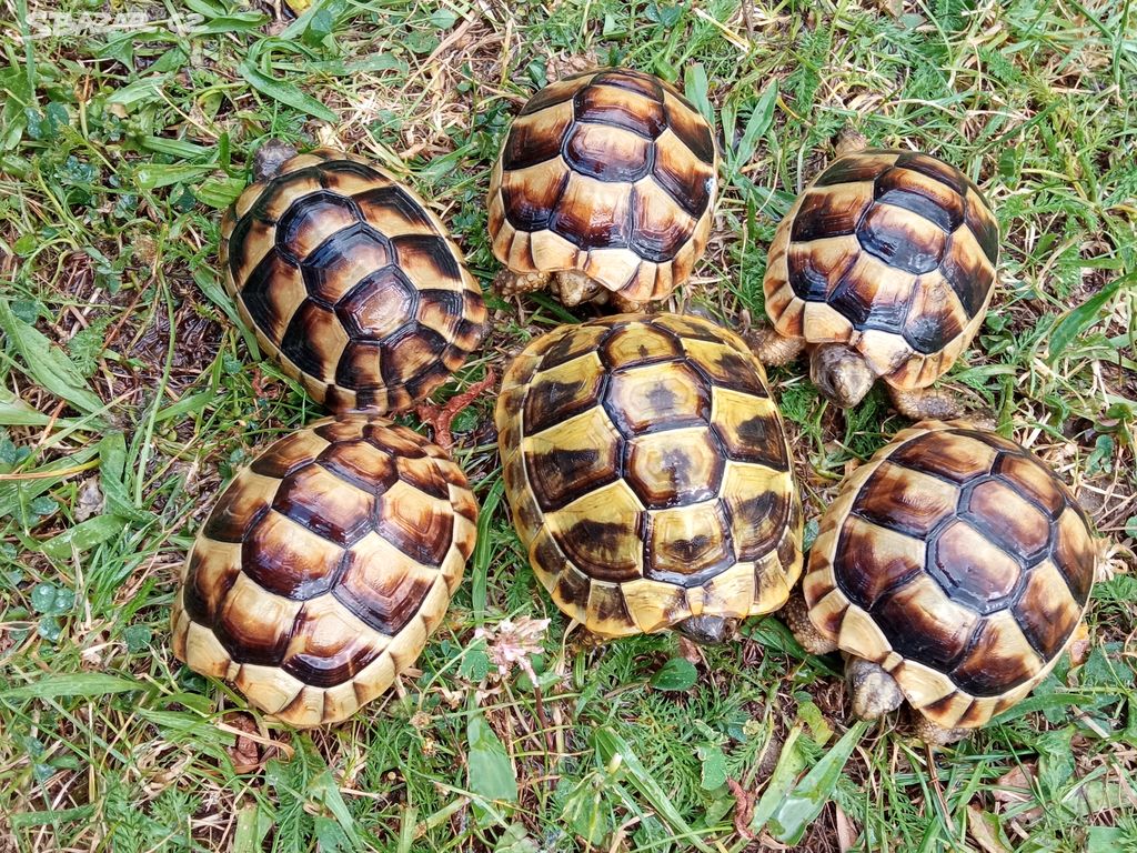 Suchozemské želvy zelenavé a vroubené