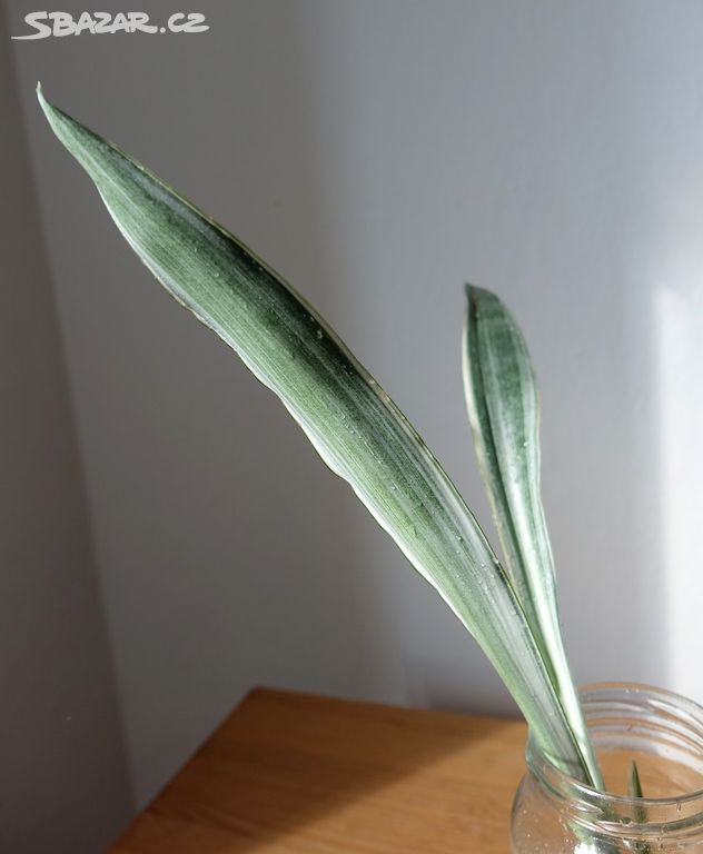 Sukulent, tchynin jazyk, Sansevieria