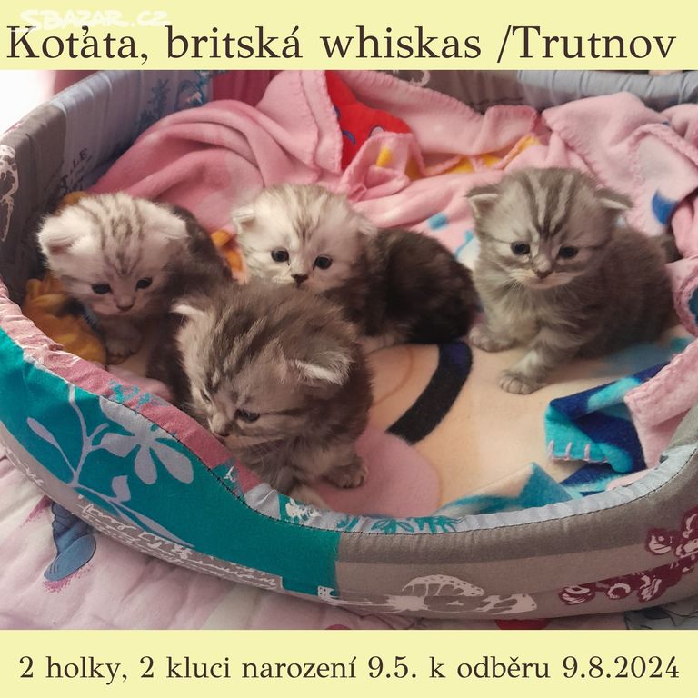 Koťata - britská whiskas- prodej