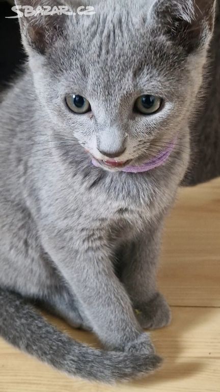 Kočička Ruska modrá s pp
