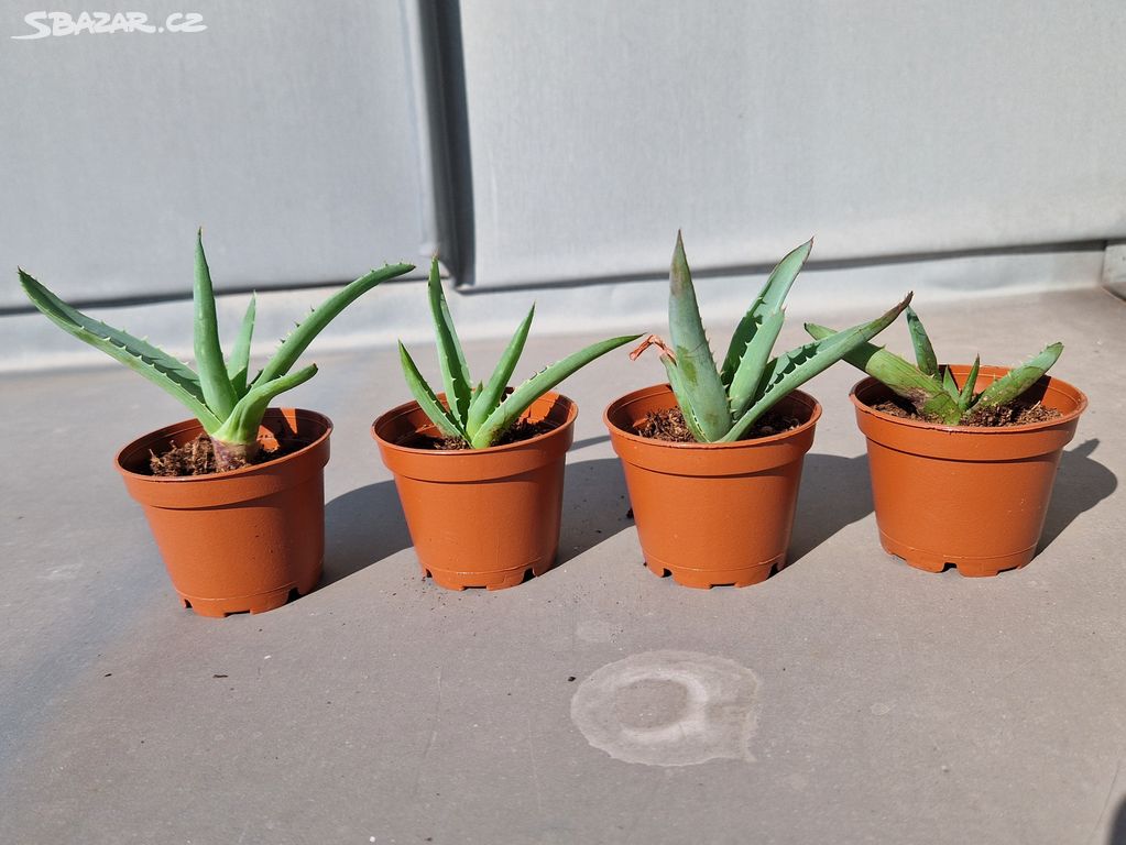 Aloe Vera (malá)