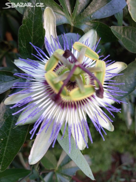 Mučenka modrá (Passiflora caerulea)