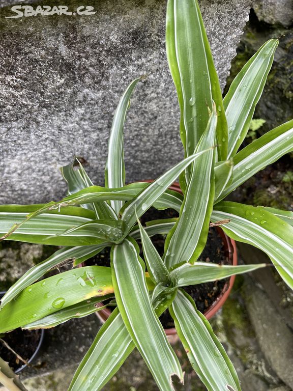 Dracena compacta