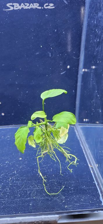 Anubias barteri var. nana