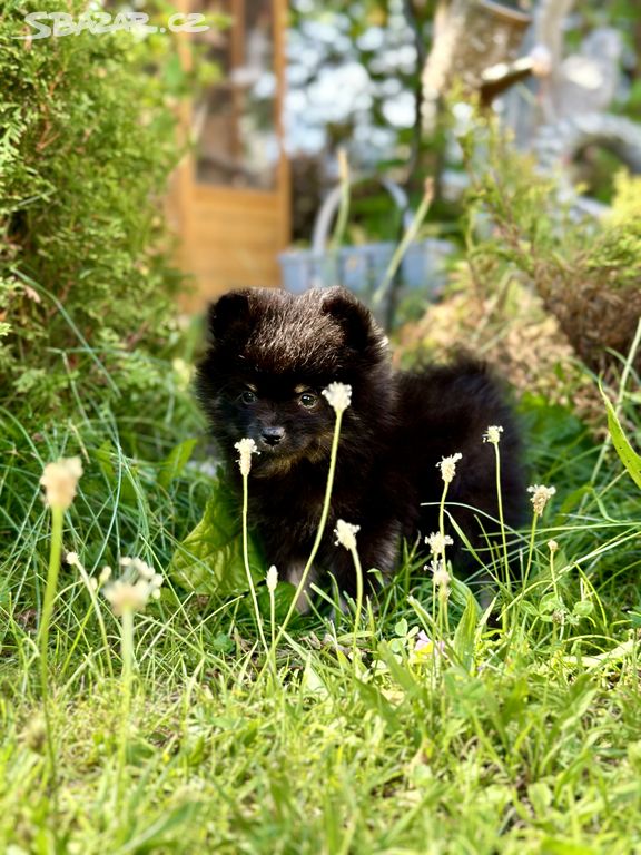 Pomeranian s PP - Pomerian Pomik