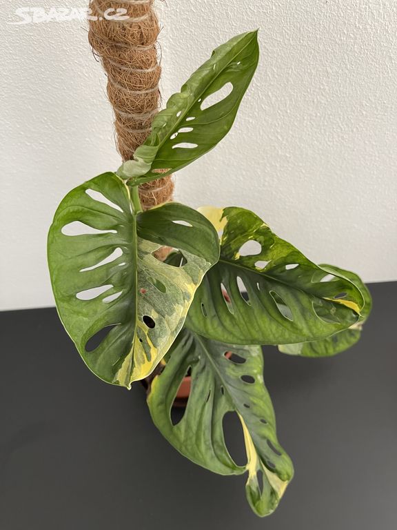 Monstera adansonii variegata "Monkey Mask"