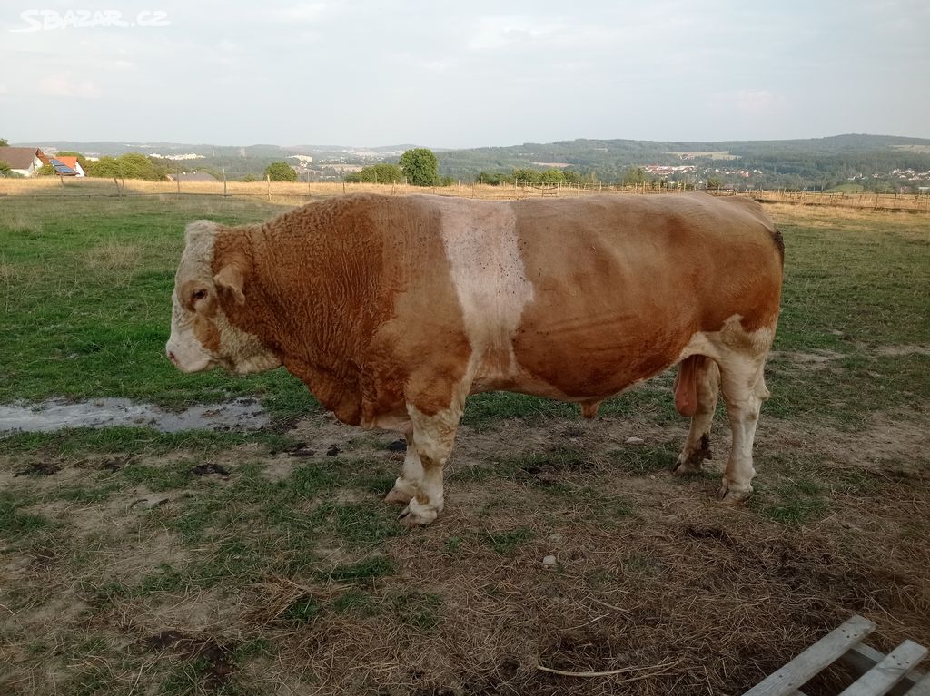 Plemenný býk simentál