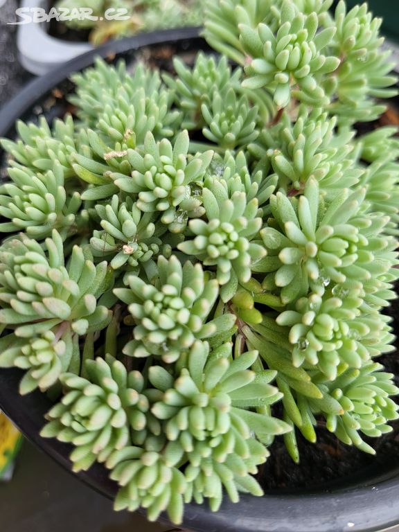 Sedum Hispanicum