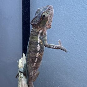 Obrázek k inzerátu: Chameleon pardálí