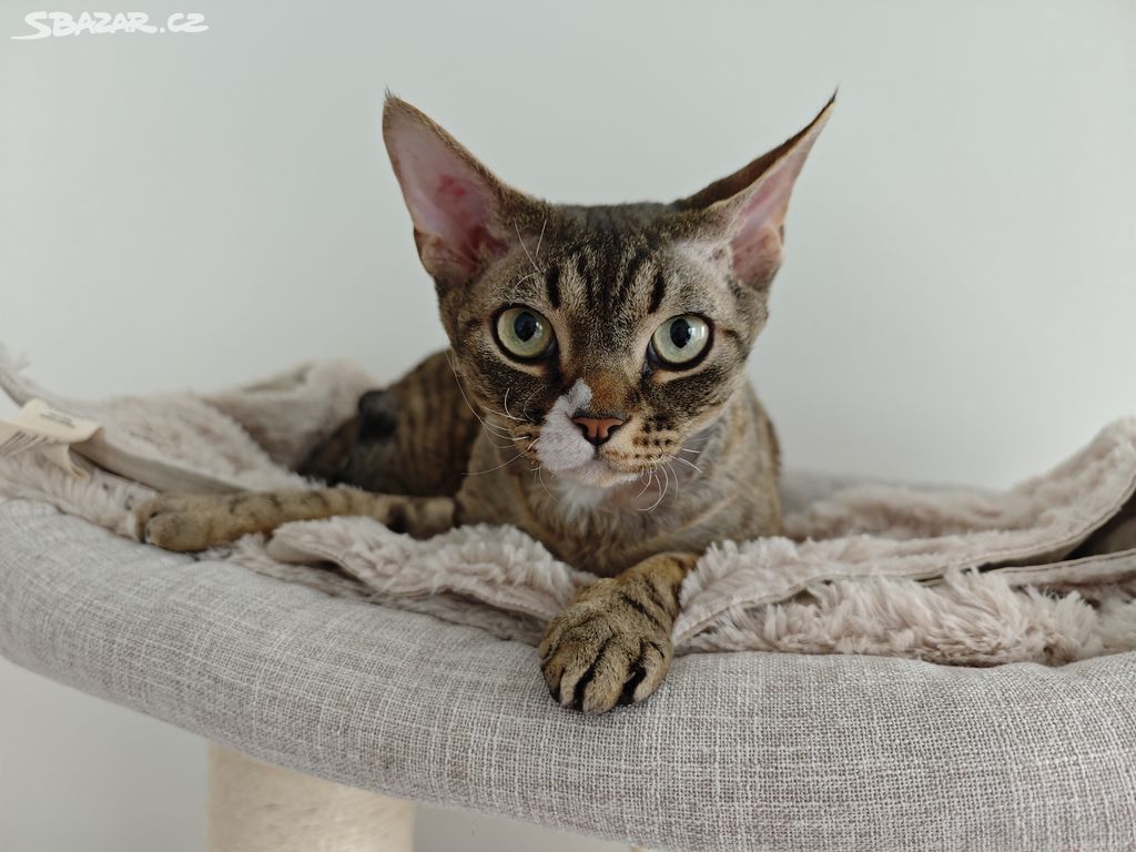 Kocourek Devon Rex