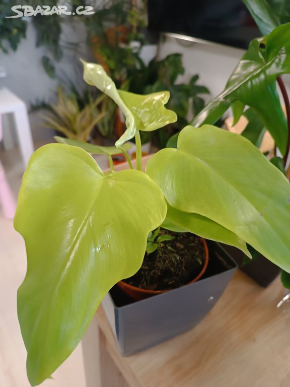 Philodendron golden violin