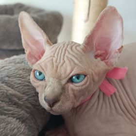 Obrázek k inzerátu: Sphynx