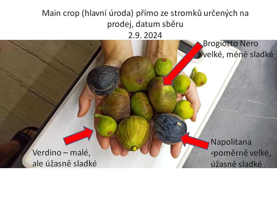 Fíkovník stromek- 6 odrůd (Ficus carica) 1,6-1,7 m