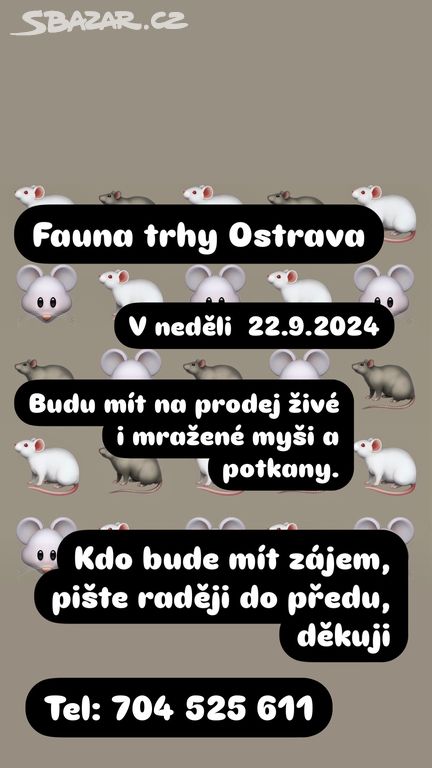 Fauna trhy Ostrava hlodavci