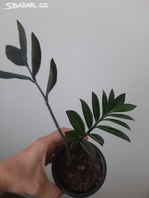 Zamioculcas Black Raven menší sazenice