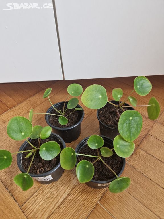 Pilea peperomioides