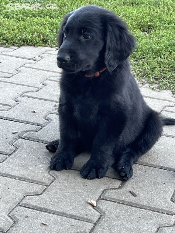 Flat coated retriever s PP černý kluk