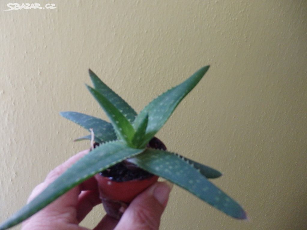 přebytky rostlin - Aloe vera,