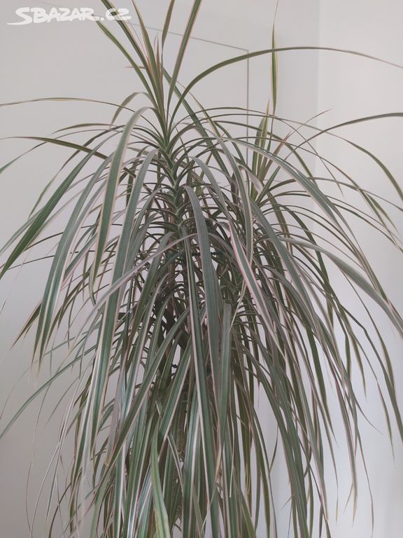 pokojová rostlina Dracaena/Dračinec bicolor