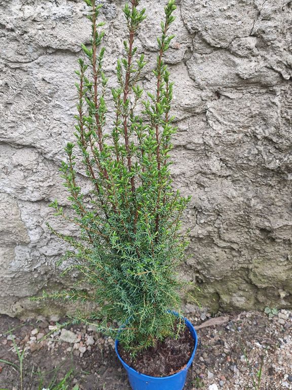 Jalovec -Juniperus chinensis Blue Alps