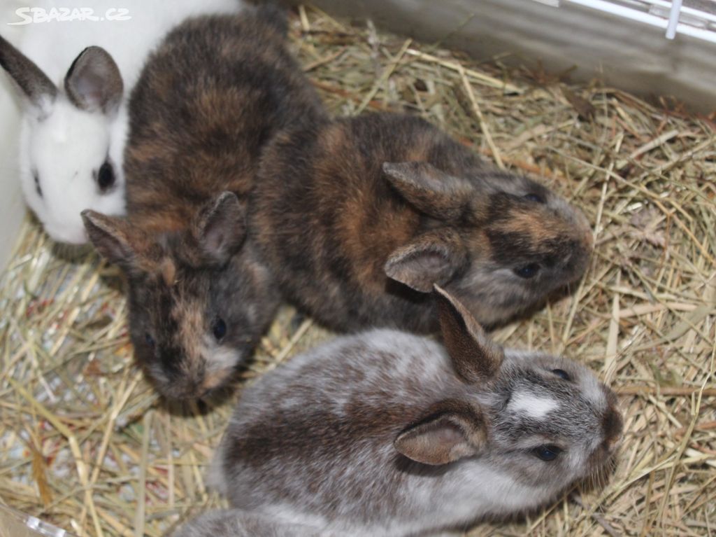 Zakrslí králíčci mini mláďata