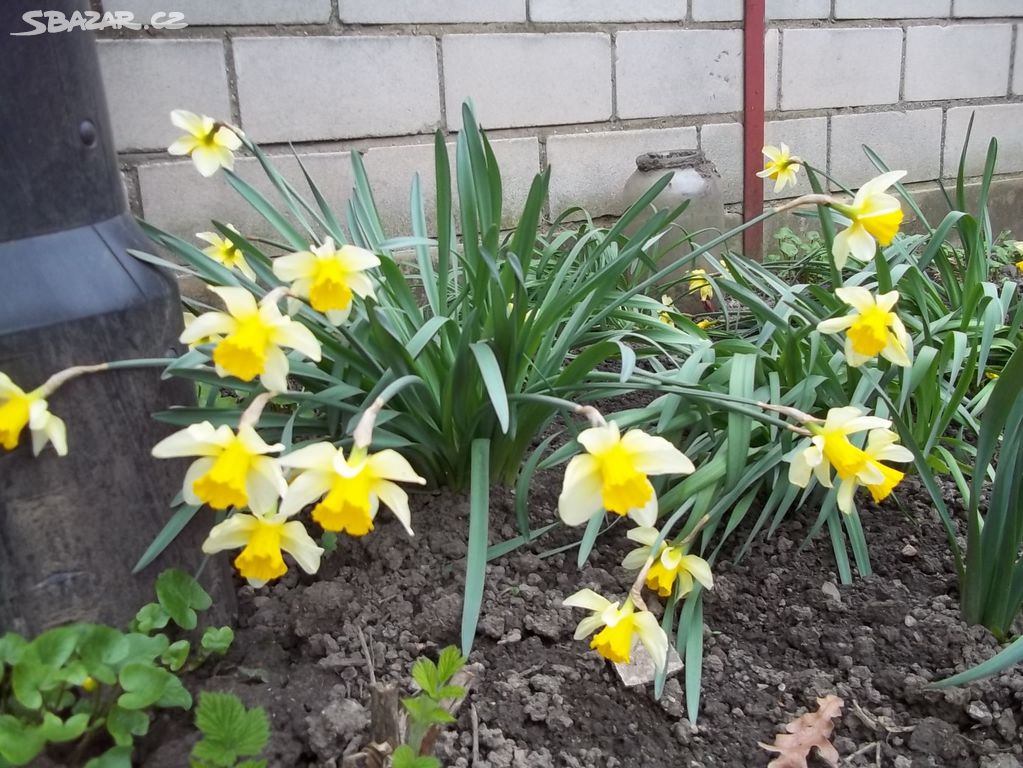 Narcis cibulky