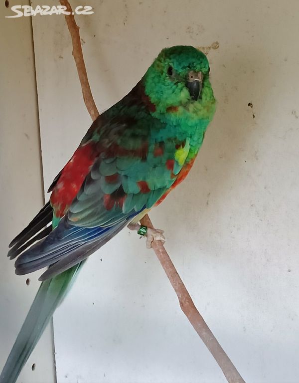 Papoušek zpěvavý samec