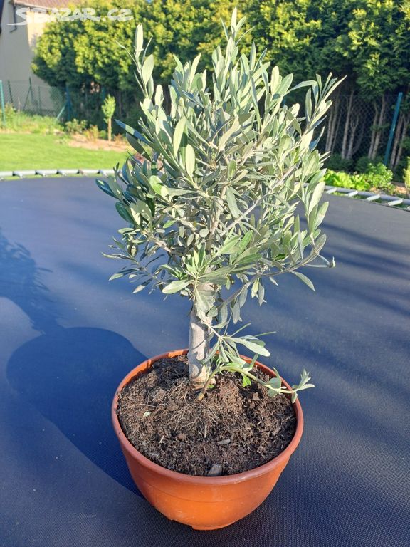 Olivovník evropský  bonsaj