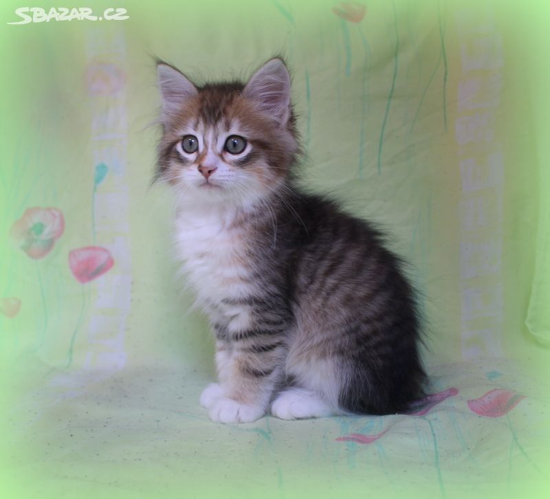 Sibiřská kočka - kocourek s PP XAVER