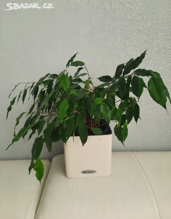 Ficus Benjamin 20-25cm, průměr 12cm