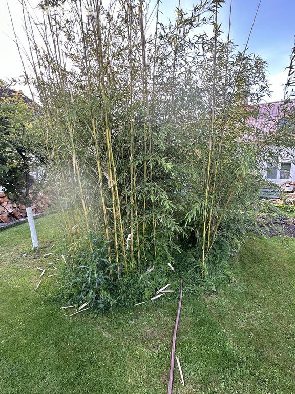 Zahradní bambus