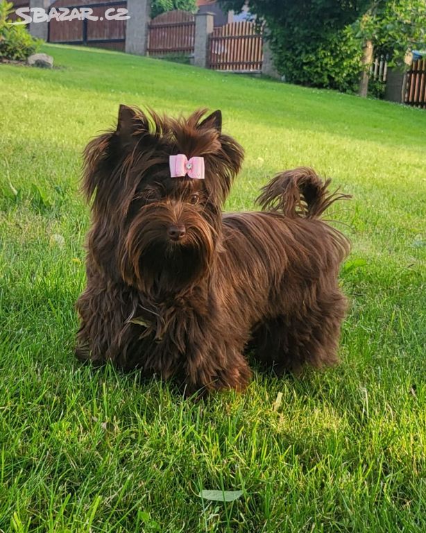 Yorkshire terrier chocco s PP