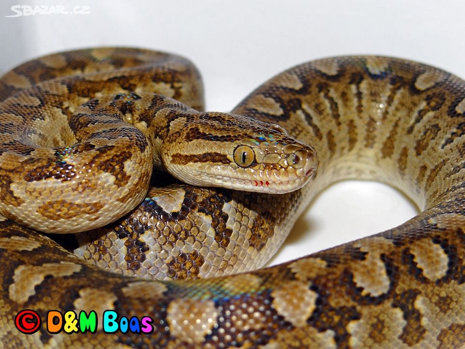 Epicrates cenchria alvarezi, Argentine Rainbow Boa