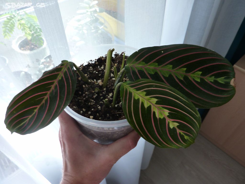 Maranta tricolor pokoj rostlina - zakořeněné řízky