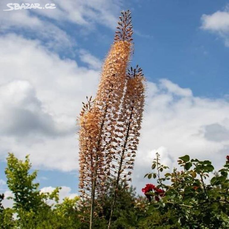 EREMURUS/LILIOCHVOSTEC