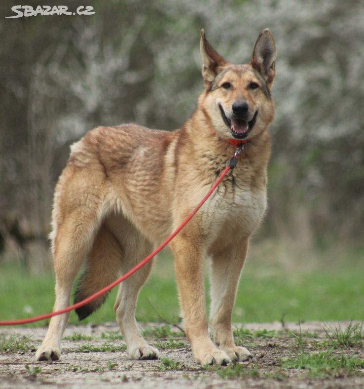 Německý ovčák fenka Lejla k adopci