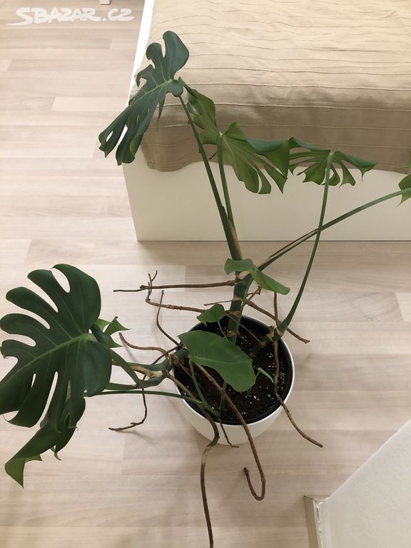 Monstera