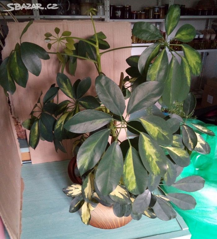 Schefflera Arboricola