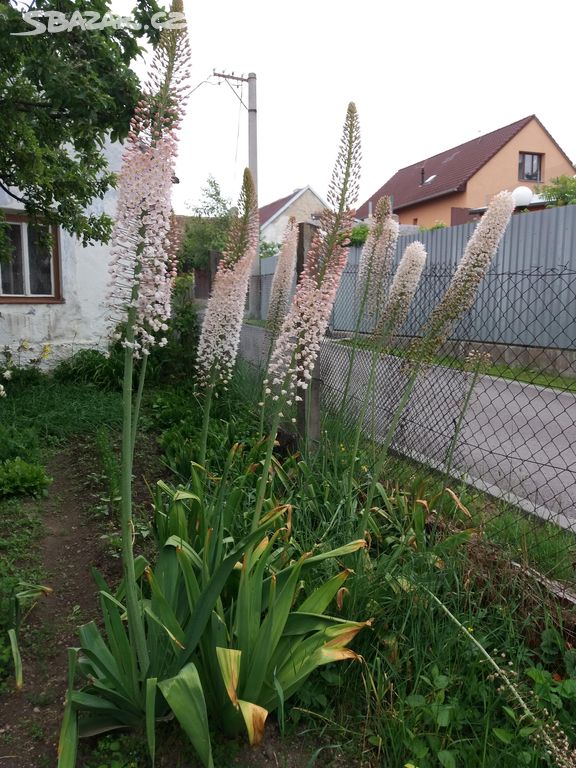 Eremurus světle růžový